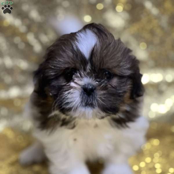 Tasha, Shih Tzu Puppy